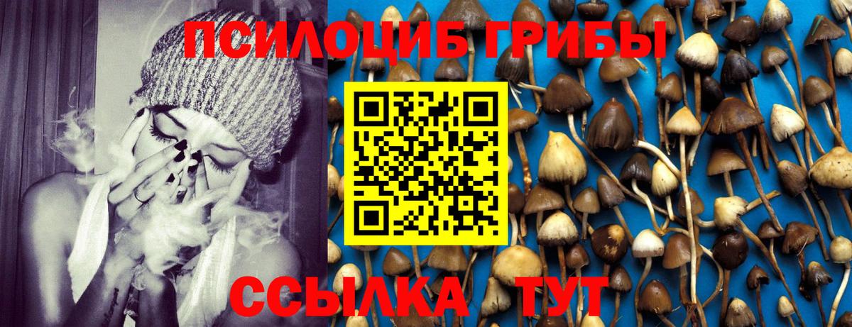 Псилоцибиновые грибы Psilocybe Мичуринск